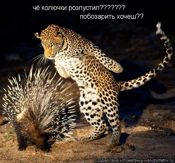 чё колючки розпустил??????? побозарить хочеш??... Котоматрица: чё колючки розпустил??????? побозарить хочеш??
