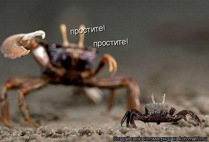 Котоматрица: простите! простите!