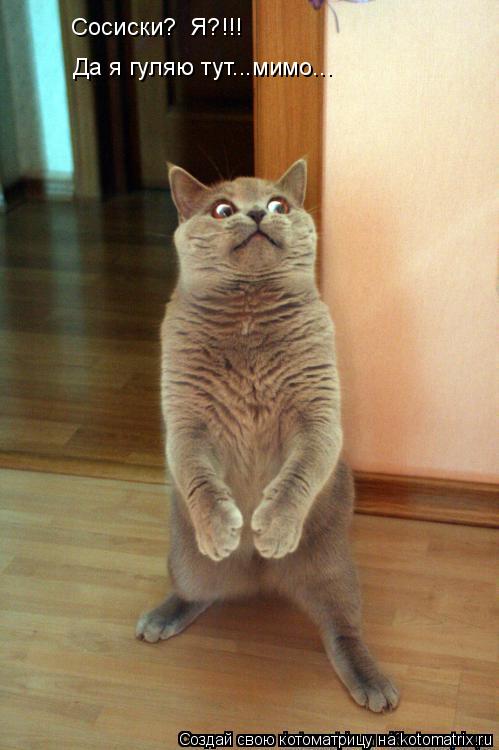 Котоматрица: Сосиски?  Я?!!! Да я гуляю тут...мимо...