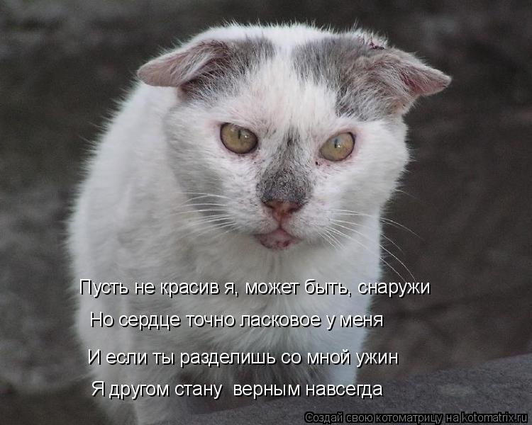 Котоматрица: Пусть не красив я, может быть, снаружи И если ты разделишь со мной ужин Я другом стану  верным навсегда Но сердце точно ласковое у меня