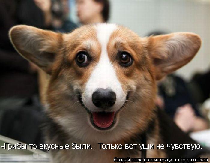 -Грибы то вкусные были.. Только вот уши не чувствую.... Котоматрица: -Грибы то вкусные были.. Только вот уши не чувствую.