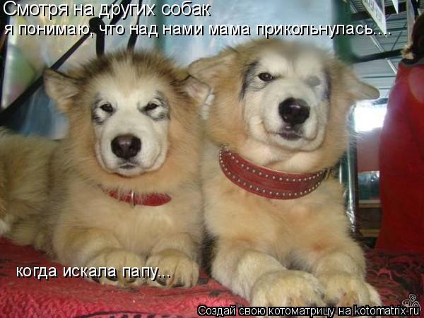 Смотря на других собак я понимаю, что над нами мама прикольнулась.... когда искала папу...... Котоматрица: Смотря на других собак я понимаю, что над нами мама прикольнулась.... когда искала папу...