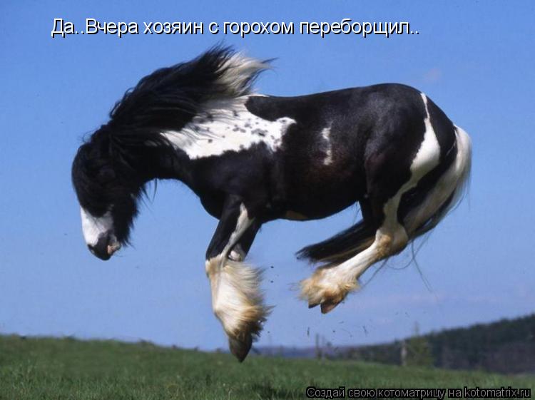 Да..Вчера хозяин с горохом переборщил..... Котоматрица: Да..Вчера хозяин с горохом переборщил..