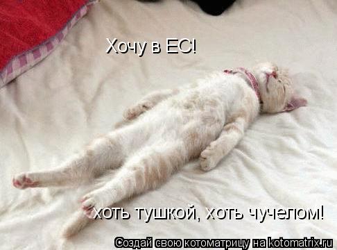 Хочу в ЕС! хоть тушкой, хоть чучелом!... Котоматрица: Хочу в ЕС! хоть тушкой, хоть чучелом!
