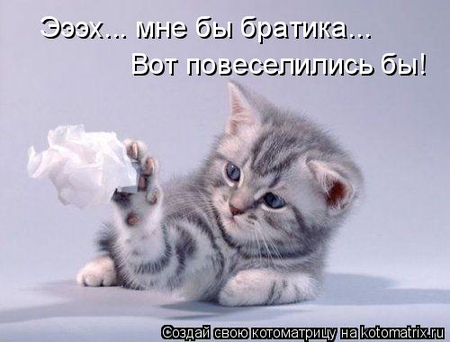 Эээх... мне бы братика... Вот повеселились бы!... Котоматрица: Эээх... мне бы братика... Вот повеселились бы!