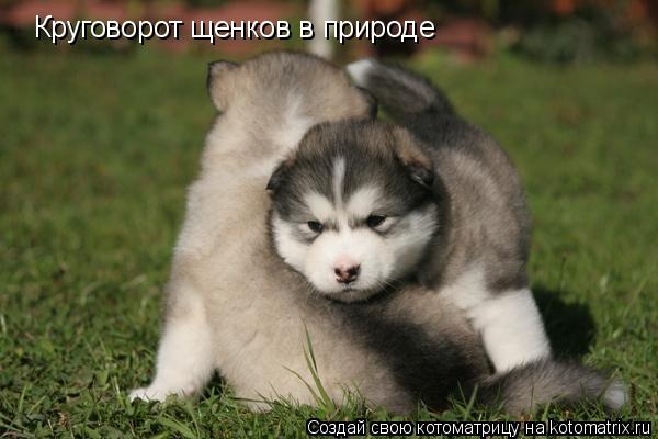 Круговорот щенков в природе... Котоматрица: Круговорот щенков в природе