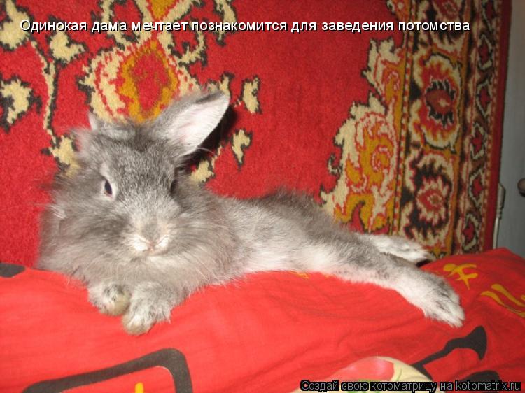 Одинокая дама мечтает познакомится для заведения потомства... Котоматрица: Одинокая дама мечтает познакомится для заведения потомства
