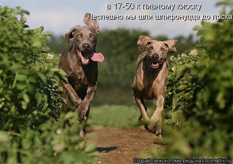 в 17-50 к пивному киоску Неспешно мы шли шлифонуцца до лоска... Котоматрица: в 17-50 к пивному киоску Неспешно мы шли шлифонуцца до лоска