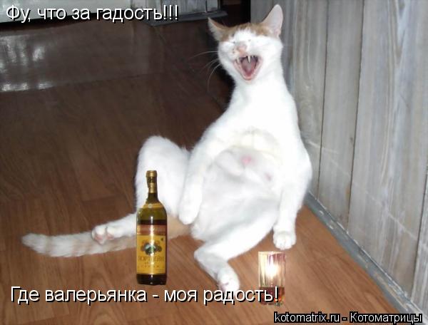 Фу, что за гадость!!! Где валерьянка - моя радость!... Котоматрица: Фу, что за гадость!!! Где валерьянка - моя радость!