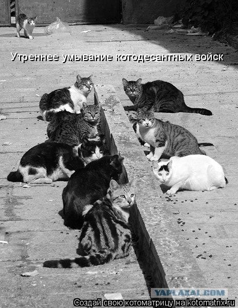 Утреннее умывание котодесантных войск... Котоматрица: Утреннее умывание котодесантных войск