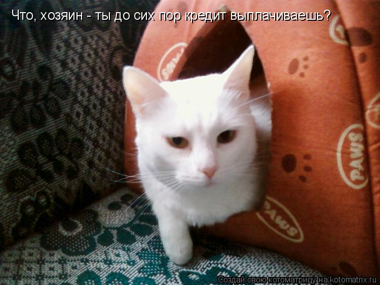 Что, хозяин - ты до сих пор кредит выплачиваешь?... Котоматрица: Что, хозяин - ты до сих пор кредит выплачиваешь?