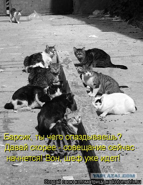 Котоматрица: Барсик, ты чего опаздываешь? Давай скорее - совещание сейчас  начнется! Вон, шеф уже идет!