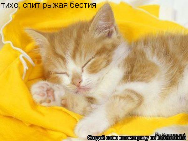тихо, спит рыжая бестия... Котоматрица: тихо, спит рыжая бестия