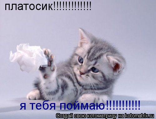 платосик!!!!!!!!!!!!! я тебя поймаю!!!!!!!!!!!... Котоматрица: платосик!!!!!!!!!!!!! я тебя поймаю!!!!!!!!!!!