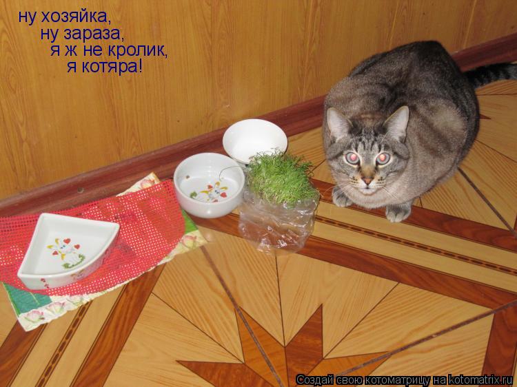 ну хозяйка, ну зараза, я ж не кролик, я котяра!... Котоматрица: ну хозяйка, ну зараза, я ж не кролик, я котяра!