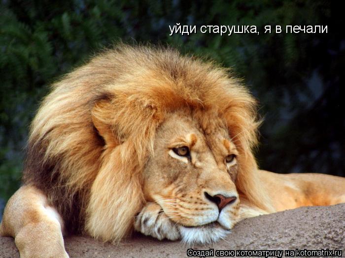 уйди старушка, я в печали... Котоматрица: уйди старушка, я в печали