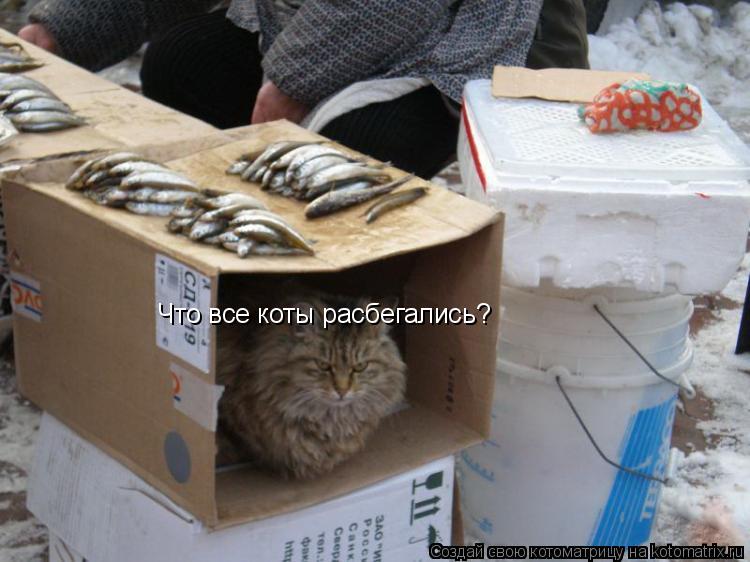 Что все коты расбегались?... Котоматрица: Что все коты расбегались?