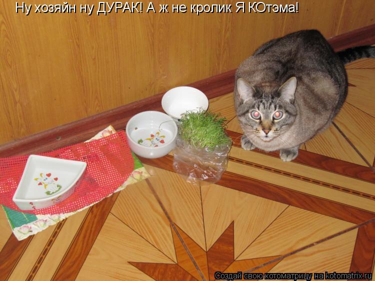 Котоматрица: Ну хозяйн ну ДУРАК! А ж не кролик Я КОтэма!