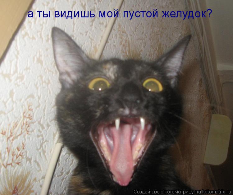 Котоматрица: а ты видишь мой пустой желудок?