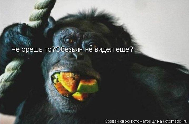 Че орешь то?Обезьян не видел еще?... Котоматрица: Че орешь то?Обезьян не видел еще?