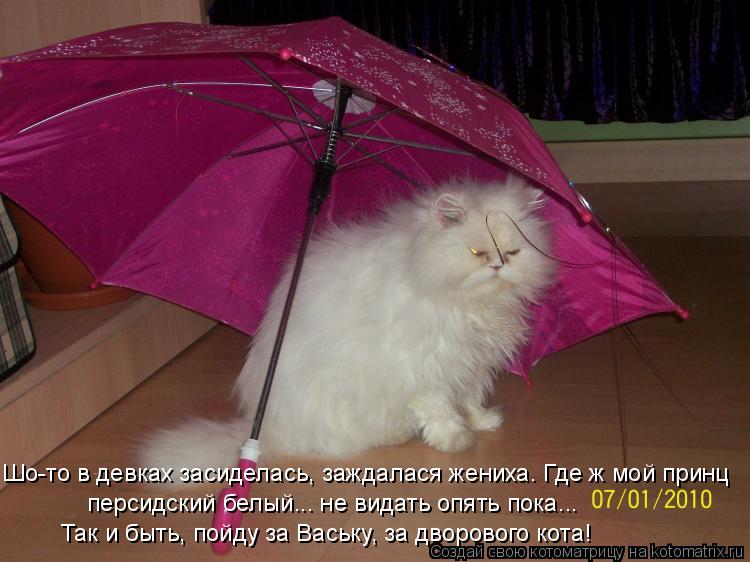 Котоматрица: Шо-то в девках засиделась, заждалася жениха. Где ж мой принц персидский белый... не видать опять пока... Так и быть, пойду за Ваську, за дворово