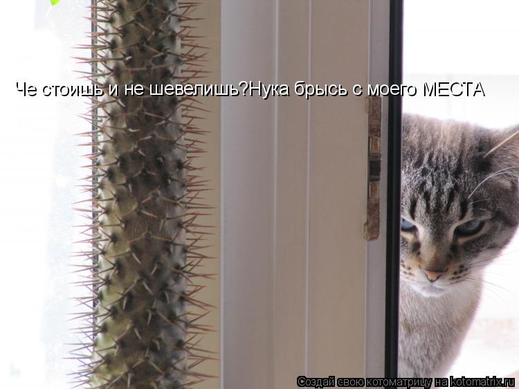Котоматрица: Че стоишь и не шевелишь?Нука брысь с моего МЕСТА