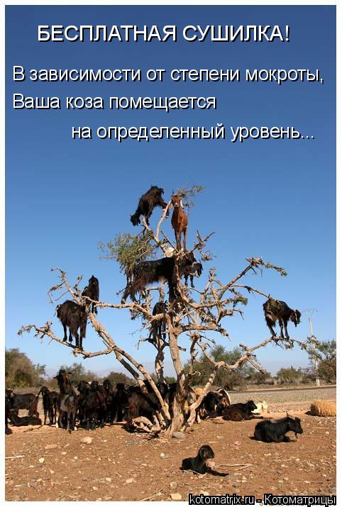 на определенный уровень... БЕСПЛАТНАЯ СУШИЛКА! В зависимости от степени мокроты, Ваша коза помещается... Котоматрица: на определенный уровень... БЕСПЛАТНАЯ СУШИЛКА! В зависимости от степени мокроты, Ваша коза помещается