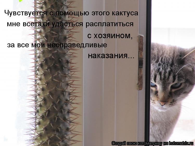 мне всетаки удасться расплатиться с хозяином, за все мои несправедливые наказания... Чувствуется с п... Котоматрица: мне всетаки удасться расплатиться с хозяином, за все мои несправедливые наказания... Чувствуется с помощью этого кактуса