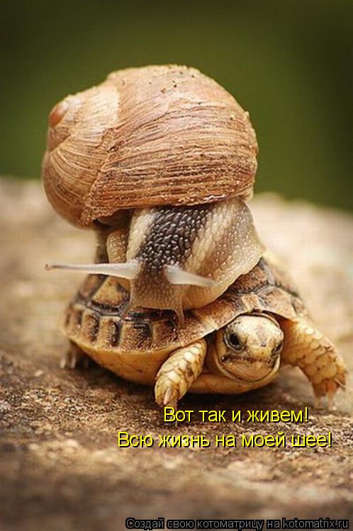 Котоматрица: Вот так и живем!  Всю жизнь на моей шее!