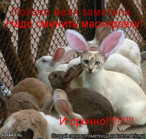 Котоматрица: Похоже меня заметили... Надо сменить маскеровку! И срочно!!!!!!!!!!