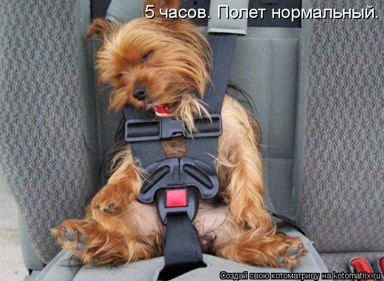 Котоматрица: 5 часов. Полет нормальный.