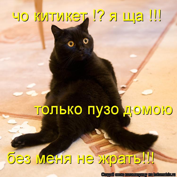 Котоматрица: чо китикет !? я ща !!! только пузо домою без меня не жрать!!!