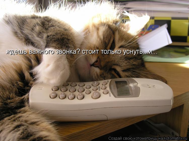 Котоматрица: ждешь важного звонка? стоит только уснуть...и...