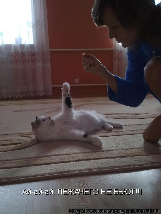 Котоматрица: Ай-ай-ай, ЛЕЖАЧЕГО НЕ БЬЮТ!!!