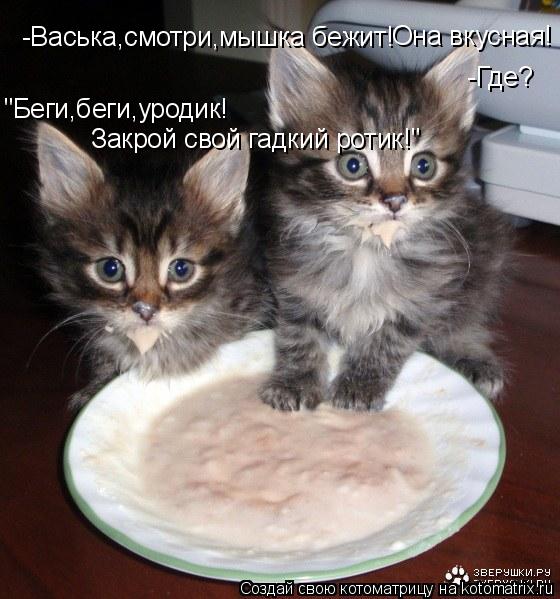 Котоматрица: -Васька,смотри,мышка бежит! Она вкусная! -Где? "Беги,беги,уродик! Закрой свой гадкий ротик!"