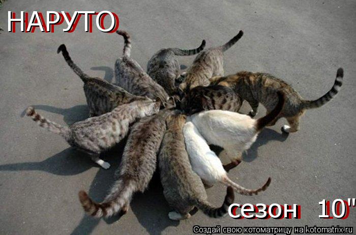Котоматрица: НАРУТО  НАРУТО  сезон  10" сезон                 10" сезон  10"