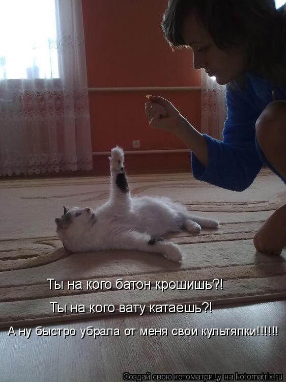 Котоматрица: Ты на кого батон крошишь?!  Ты на кого вату катаешь?!  А ну быстро убрала от меня свои культяпки!!!!!!