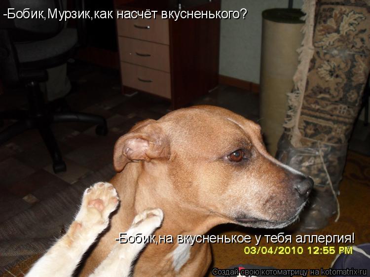 Котоматрица: -Бобик,Мурзик,как насчёт вкусненького? -Бобик,Мурзик,как насчёт вкусненького? -Бобик,на вкусненькое у тебя аллергия!