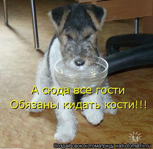 Котоматрица: А сюда все гости Обязаны кидать кости!!!