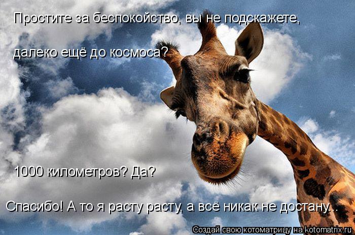 Простите за беспокойство, вы не подскажете, далеко ещё до космоса? 1000 километров? Да? Спасибо! А то... Котоматрица: Простите за беспокойство, вы не подскажете, далеко ещё до космоса? 1000 километров? Да? Спасибо! А то я расту расту, а всё никак не достану...