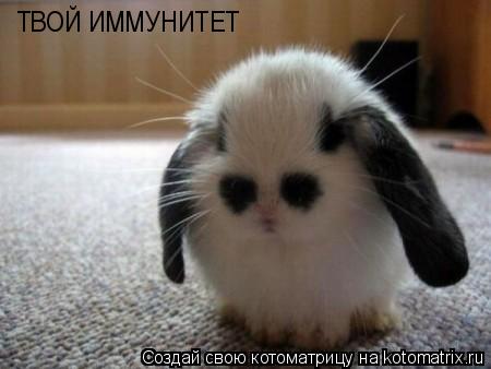 ТВОЙ ИММУНИТЕТ... Котоматрица: ТВОЙ ИММУНИТЕТ