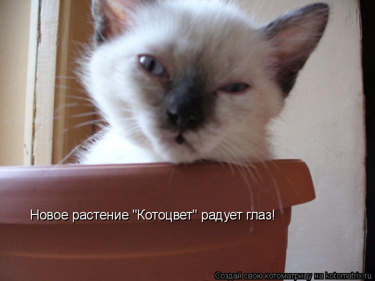 Котоматрица: Новое растение "Котоцвет" радует глаз!