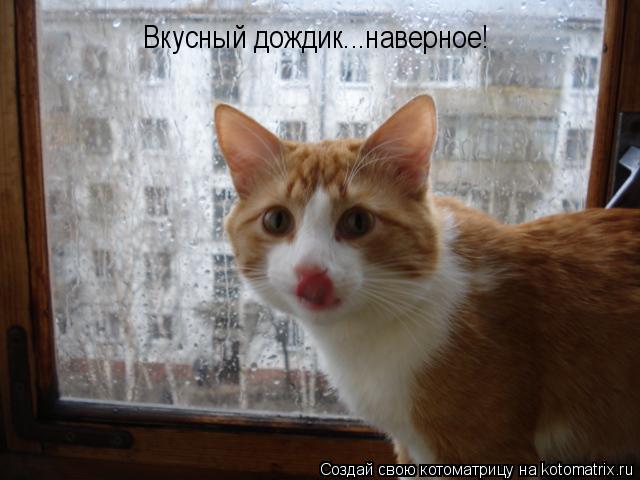Котоматрица: Вкусный дождик...наверное!