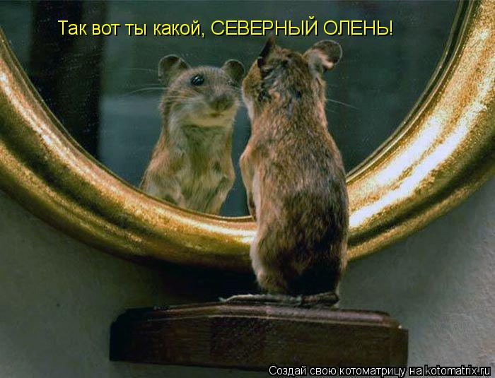 Котоматрица: Так вот ты какой, СЕВЕРНЫЙ ОЛЕНЬ!