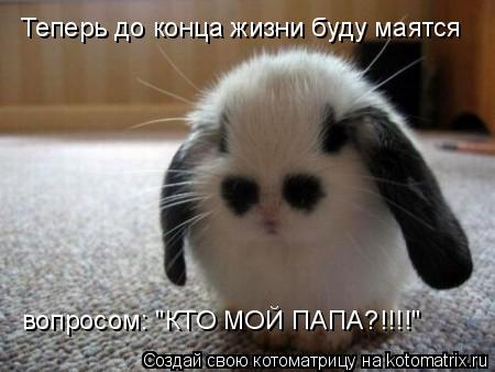 Котоматрица: Теперь до конца жизни буду маятся вопросом: "КТО МОЙ ПАПА?!!!!"