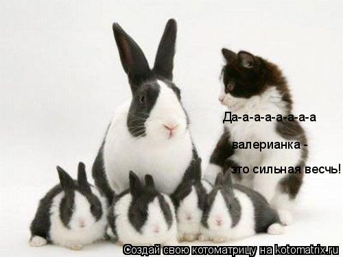 Да-а-а-а-а-а-а-а валерианка - это сильная весчь!... Котоматрица: Да-а-а-а-а-а-а-а валерианка - это сильная весчь!