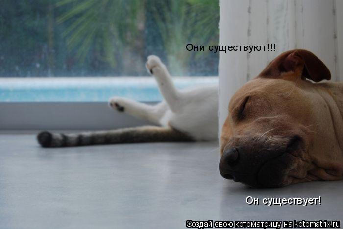 Он существует! Они существуют!!!... Котоматрица: Он существует! Они существуют!!!