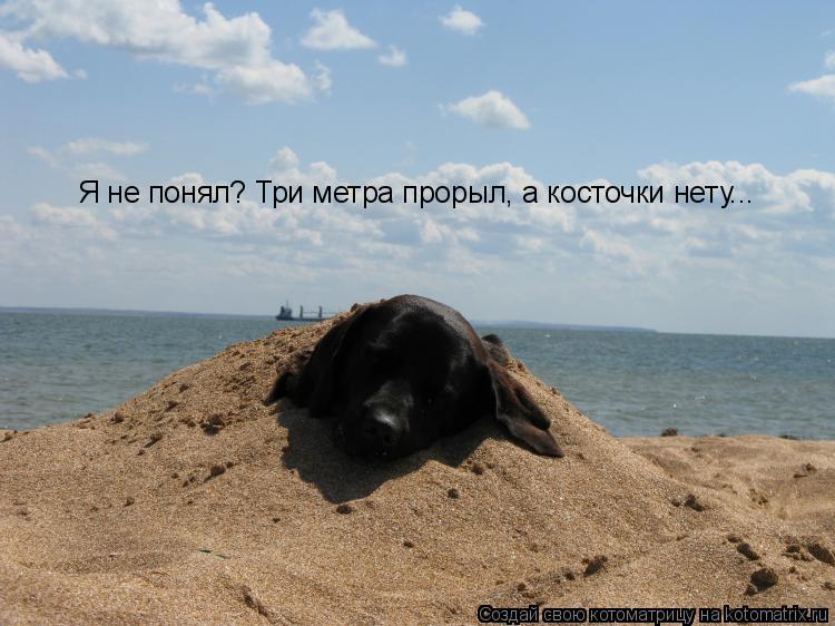 Я не понял? Три метра прорыл, а косточки нету...... Котоматрица: Я не понял? Три метра прорыл, а косточки нету...