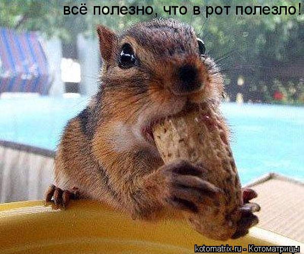 всё полезно, что в рот полезло!... Котоматрица: всё полезно, что в рот полезло!