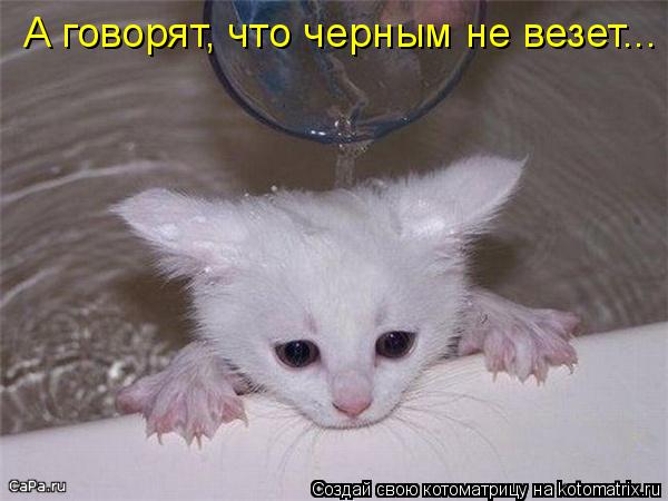 Котоматрица: А говорят, что черным не везет...